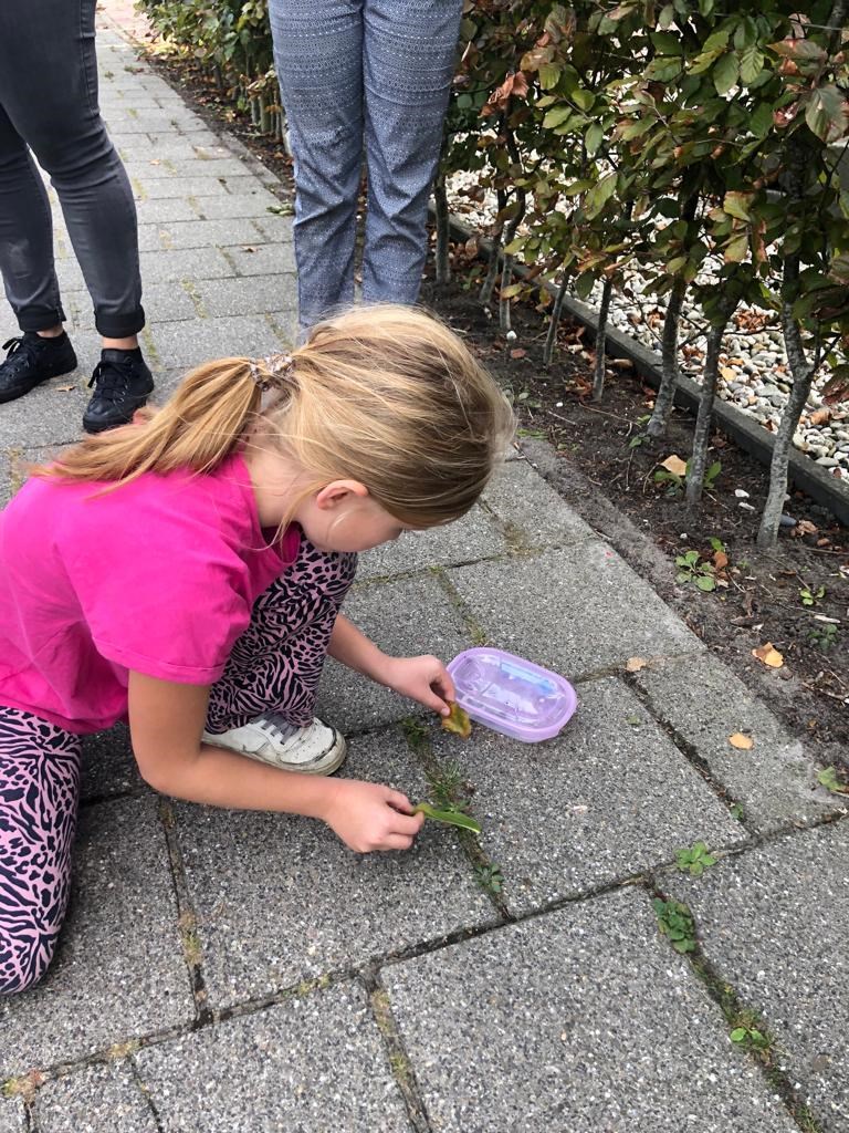 Opening thema groep 5/6